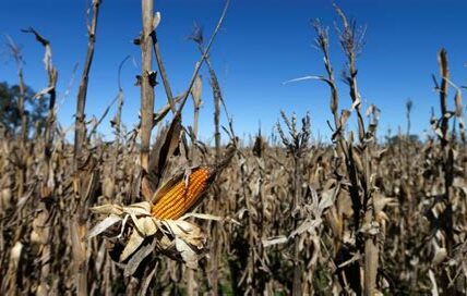 México asegura 1.6 millones de toneladas de maíz de EE. UU., fortaleciendo la cadena alimentaria y la relación comercial en 2024.