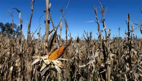 México asegura 1.6 millones de toneladas de maíz de EE. UU., fortaleciendo la cadena alimentaria y la relación comercial en 2024.